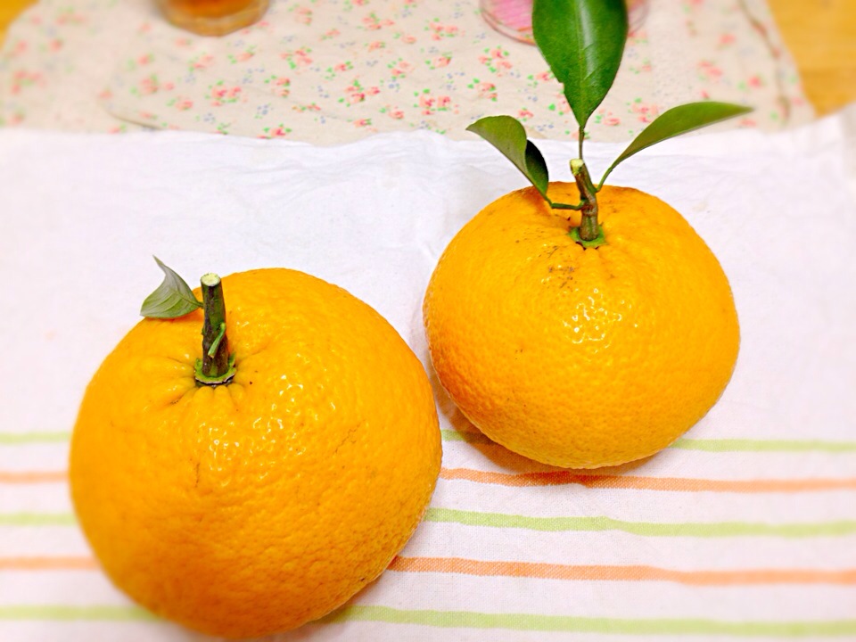 夏みかん🍊〜😄❗️採れたよ〜💓❗️